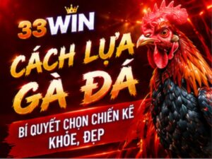 Cách lựa gà đá 33WIN