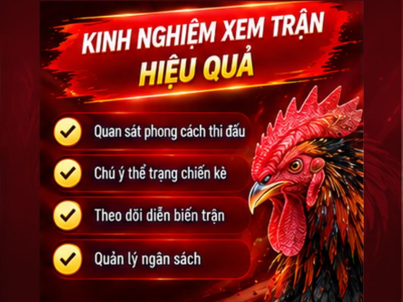 Kinh Nghiệm Theo Dõi Đá Gà SV88