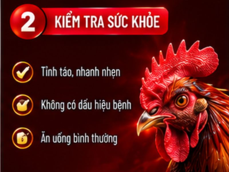 Ưu tiên gà có thể trạng khỏe mạnh
