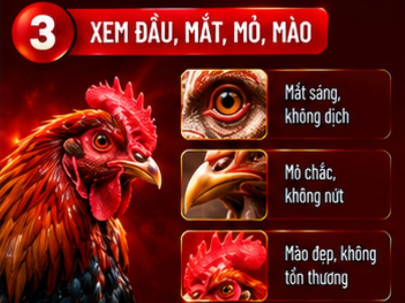 Xem phần đầu của gà